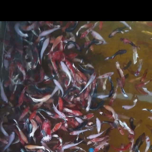 Betta food-Fancy