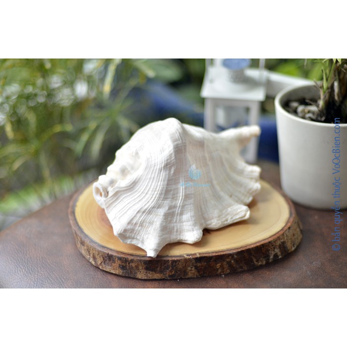 Kèn tù và – ốc tai be