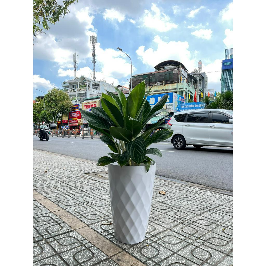 Cây Bạch Mã Hoàng Tử trồng chậu trắng đẹp như hình