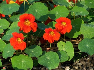 HẠT GIỐNG SEN CẠN NHẬP KHẨU