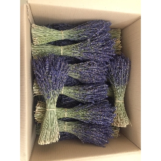 Hoa Lavender Pháp 150 nhành