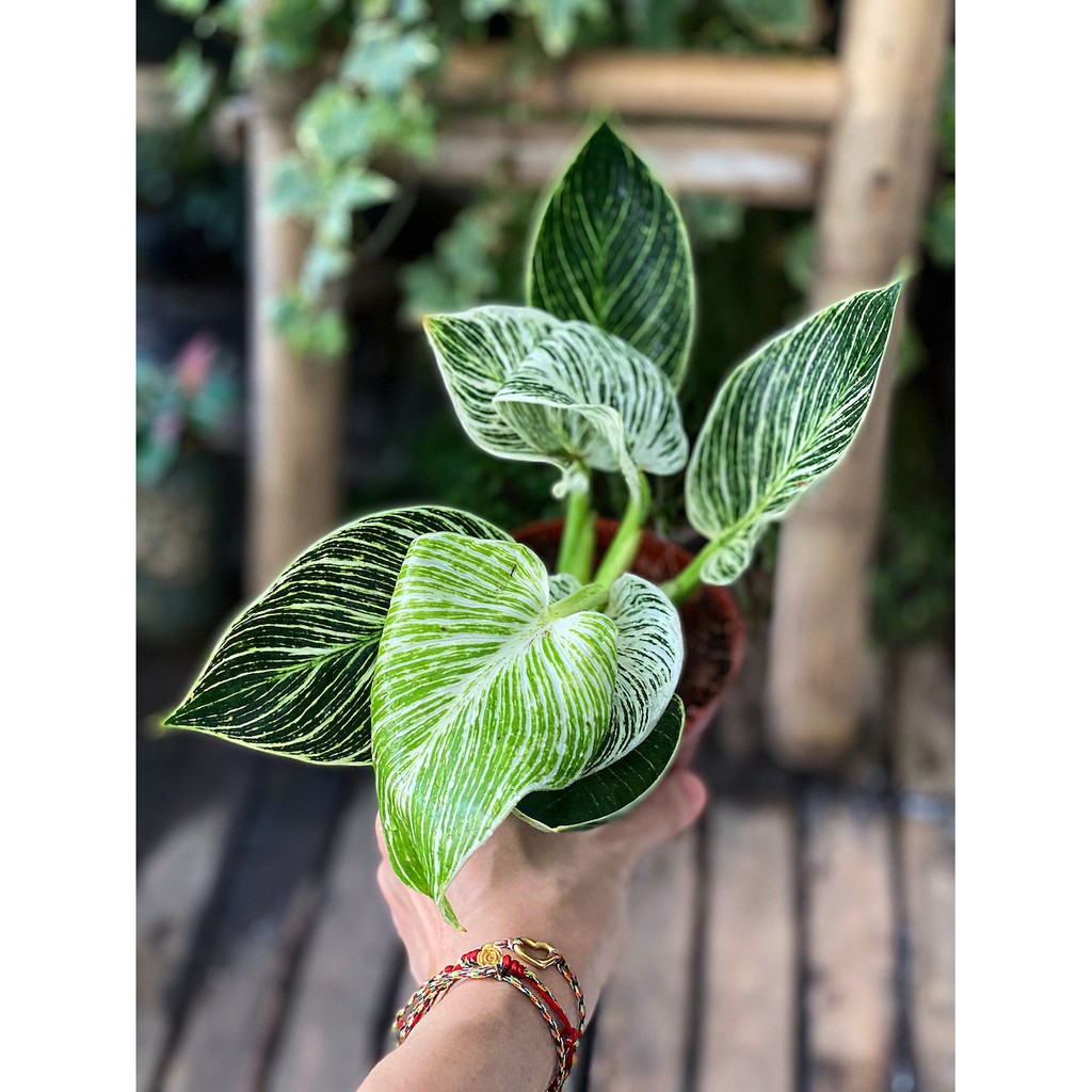 Cây Philodendron Birkin (Trầu Bà Birkin, Trầu Bà Kim Cương) chậu nhựa