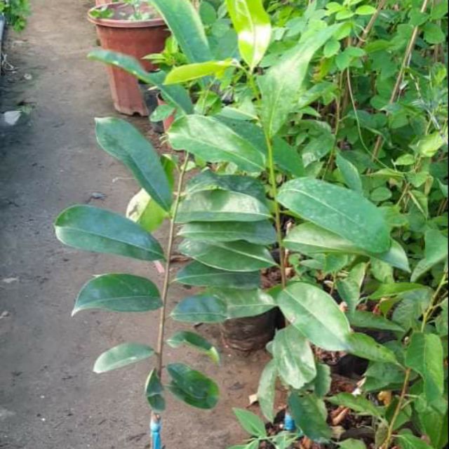 Mãng cầu xiêm