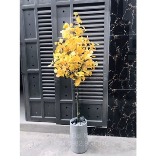 Cây ngân hạnh giả
