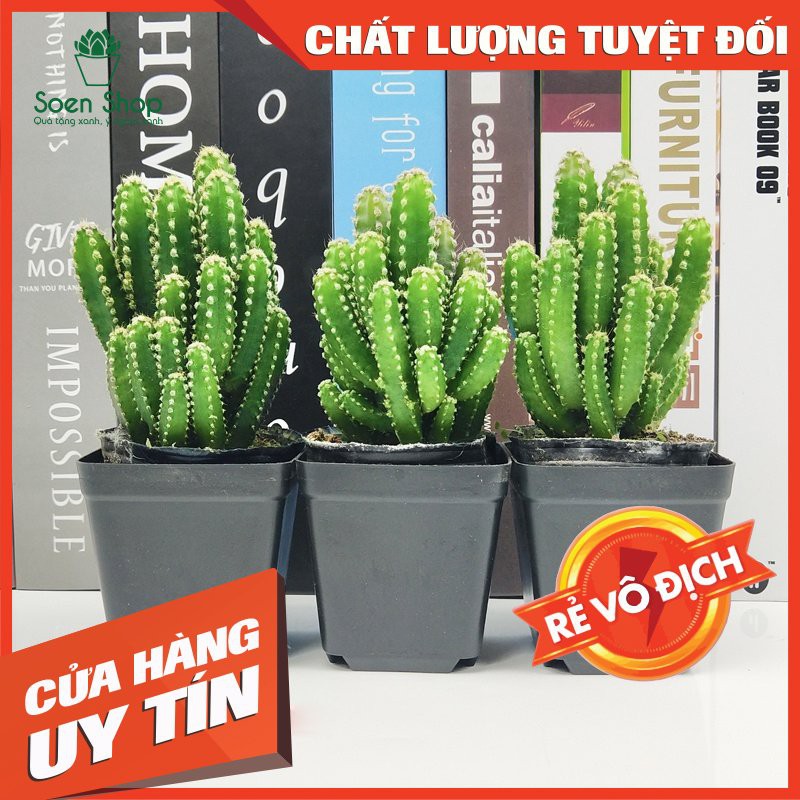 Xương rồng thanh sơn ( Nhập  SOENLIFE2 để được giảm 10k hóa đơn 60k)