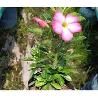 Hạt giống hoa sứ thái lan 10 hạt 10 màu