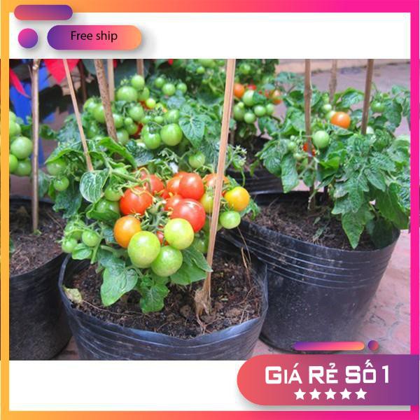 30 Hạt giống Cà Chua Bi Lùn Đỏ