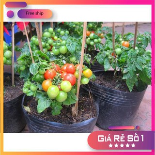 30 Hạt giống Cà Chua Bi Lùn Đỏ