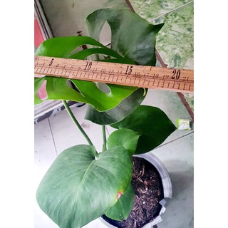 Trầu bà Monstera (trầu bà lá xẻ)