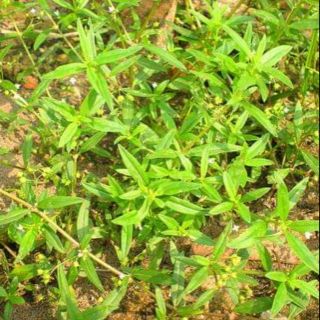 Bạch hoa xà thiệt thảo ( 1 kg)