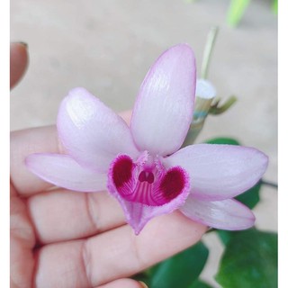 Giả hạc, phi điệp thân nù cánh bầu