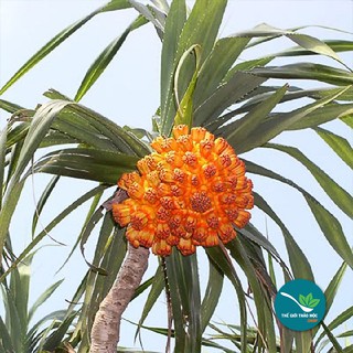 Dứa Dại - 1Kg - TM046