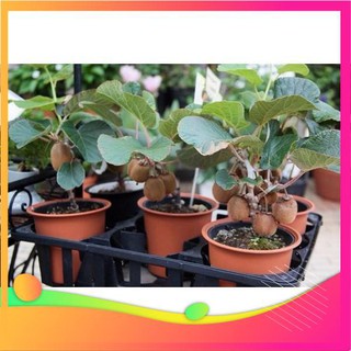 Hạt Giống Kiwi - 30 Hạt [ Tặng bộ dụng cụ làm vườn Mini 3 món ] VIETGAR