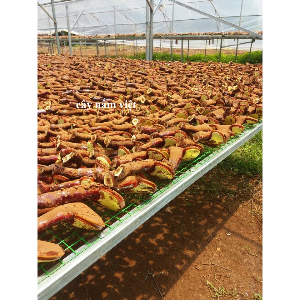 Nấm linh chi đỏ Đà Lạt cao cấp CNV 500g