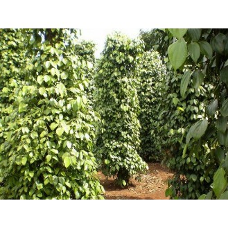 Tiêu đen nguyên hạt ( BÌNH PHƯỚC ) nhà tự trồng nhé | BigBuy360 - bigbuy360.vn