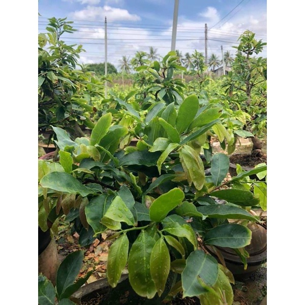 Phân bón lá, rễ Behn Meyer 30-10-10+TE giúp cây đâm tược, xanh lá, dày lá