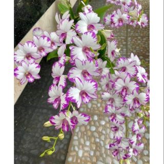 Hoa lan denro chớp sữa Enobi đang nụ hoa