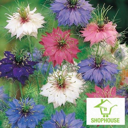 shophouse Hạt giống hoa bảo thạch ba tư (hoa kim cương) nhiều màu  SHOP HOUSE  TẾT KHUYẾN MẠI