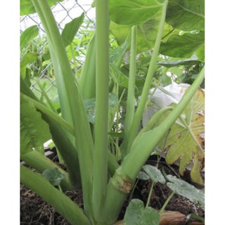 cây giống dọc mùng trắng lá tròn (3cây)