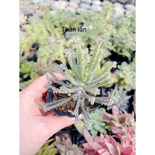 Sen đá thằn lằn size bầu 3-5 cm