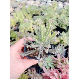 Sen đá thằn lằn size bầu 3-5 cm