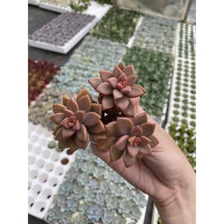 Sen đá đỏ 3 cây