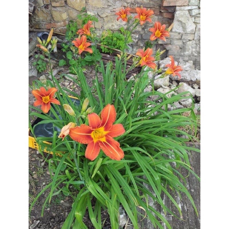 Củ hoa hiên sỉ 4k