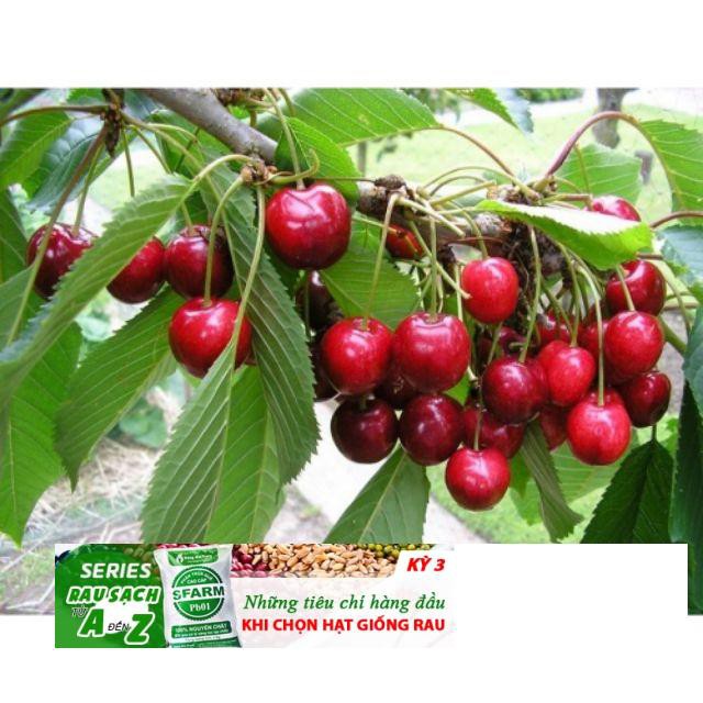 Hạt giống Anh đào (Cherry) (5 hạt) ĐẾN MÙA TRỒNG TẾT