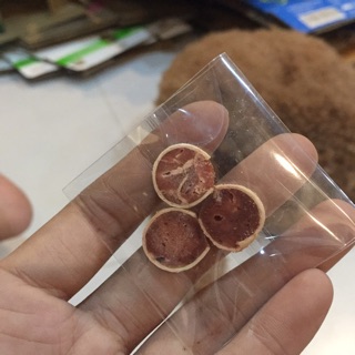 [Buffet 1k] Sushi bò cuộn dành cho hamster