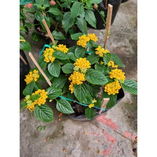 Cây Trâm Ổi (Hoa Ngũ Sắc)