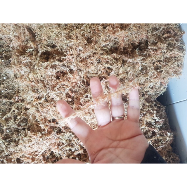 Dớn rêu mềm CHILE 350/1kg