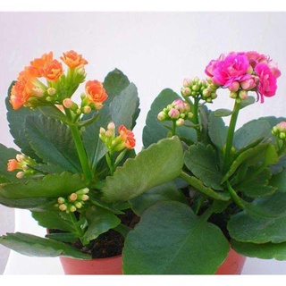 100 hạt giống hoa sống đời nhiều mầu