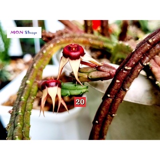 Xương rồng sao biển ngôi sao năm cánh trắng nhuỵ đỏ Huernia procumbens