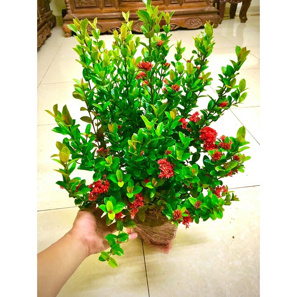 Cây hoa mẫu đơn lá nhỏ - hoa trang  cao 60-70 cm.