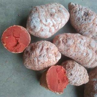 Nghệ Đỏ Gà Đá Cao Cấp 500g