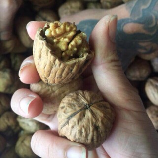 Quả óc chó Mỹ