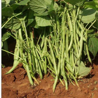 Hạt Giống Đậu Cove Lùn