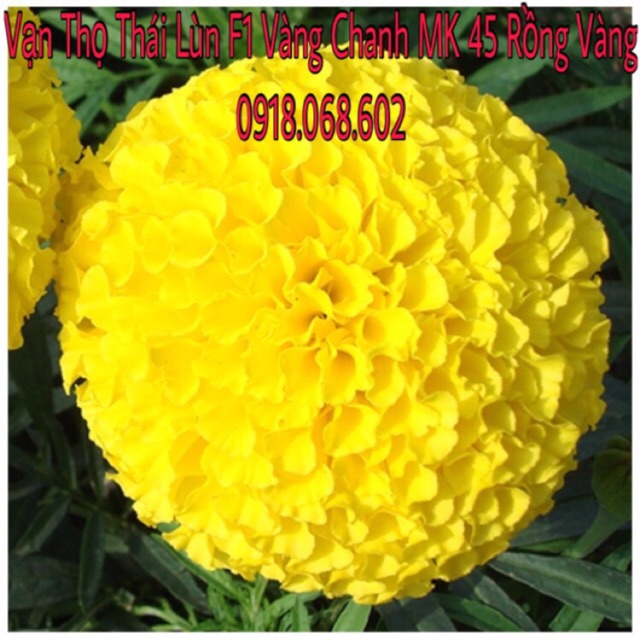 Hạt giống hoa vạn thọ Lùn Vàng Chanh-MK 45 Rồng Vàng