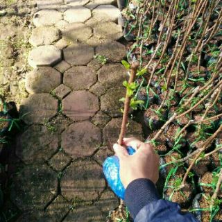 Cây giống mận đường úc