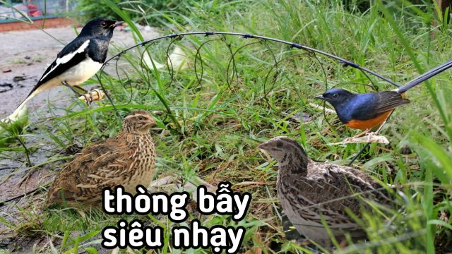 Thòng bẫy chim cút um . chào mào..vv