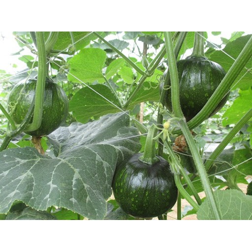 HẠT BÍ ĂN NON F1 - GÓI 2 GRAM