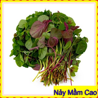 20Gr Hạt Giống Rau Dền Tiều ☀FREESHIP☀ Hạt Giống Rau Dền Dễ Trồng, Cây Khỏe