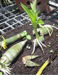 Thuốc kích rễ exotic hoa lan