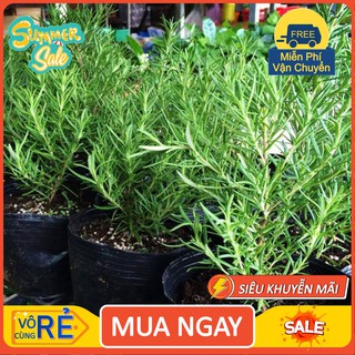 Gói 20 Hạt giống Cây Hương Thảo Đuổi Muỗi - Rosemary [hàng chất lượng]