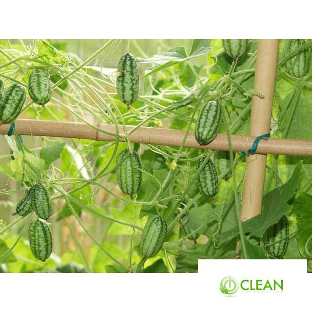 Hạt Giống Dưa Hấu Mini - 10 Hạt