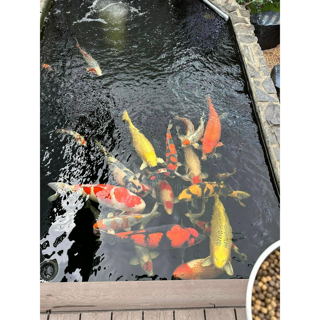 Thức ăn siêu tăng trưởngI-Aquamaster Hi-Growth 42% đạm-Thức ăn cao cấp cho cá KOI- xuất xứ Đài Loan