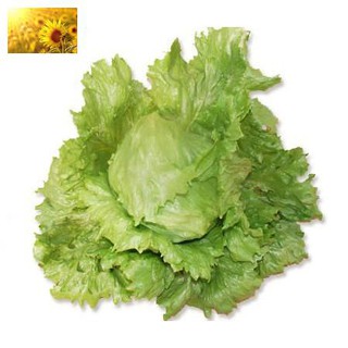 Hạt Giống Rau Xà Lách Búp Minetto Chịu Nhiệt (5Gr) - Năng Suất, Giòn, Ngọt - MUA 3 TẶNG 1 CÙNG LOẠI