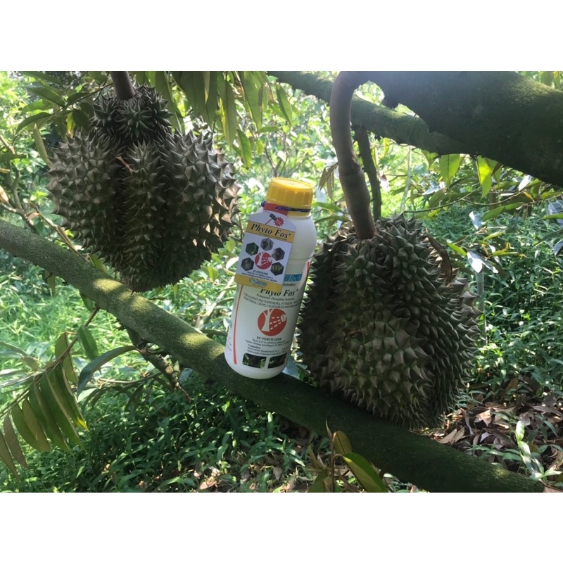 PHYTO FOS - ĐẶC TRỊ NỨT THÂN XÌ MỦ - Chai 1L