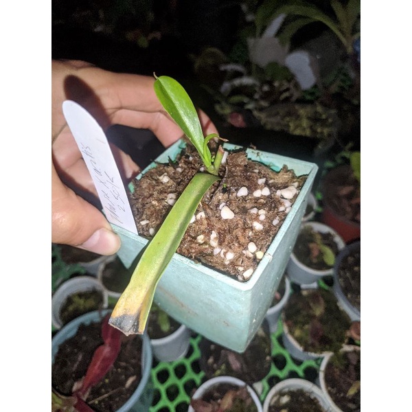 Cây cảnh n.thorelii x aristolochioides