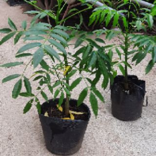 Cây giống cóc thái siêu quả